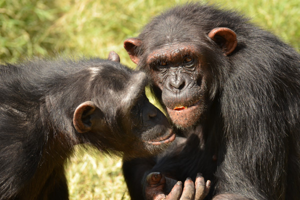 Chimp Conservation | You Can Help Save The Chimpanzees