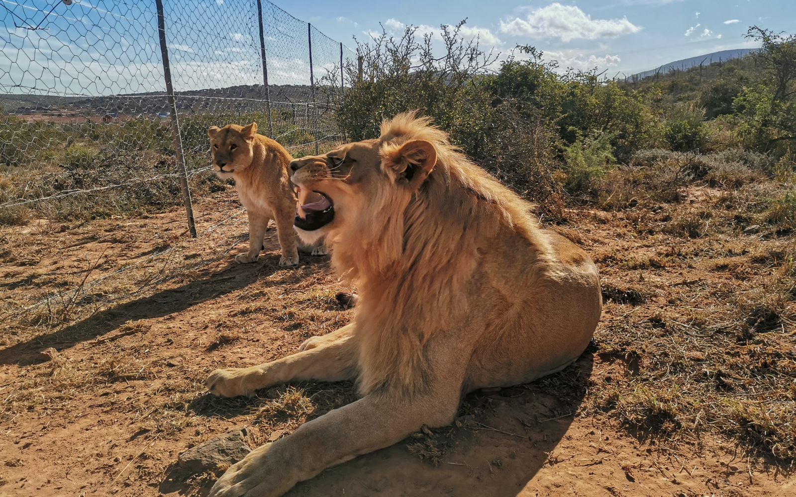 When Lions Were Kings