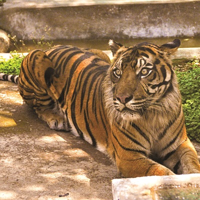 Bannerghatta Tiger Sanctuary in India