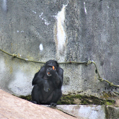 Belfast Zoo Born Free Reaction