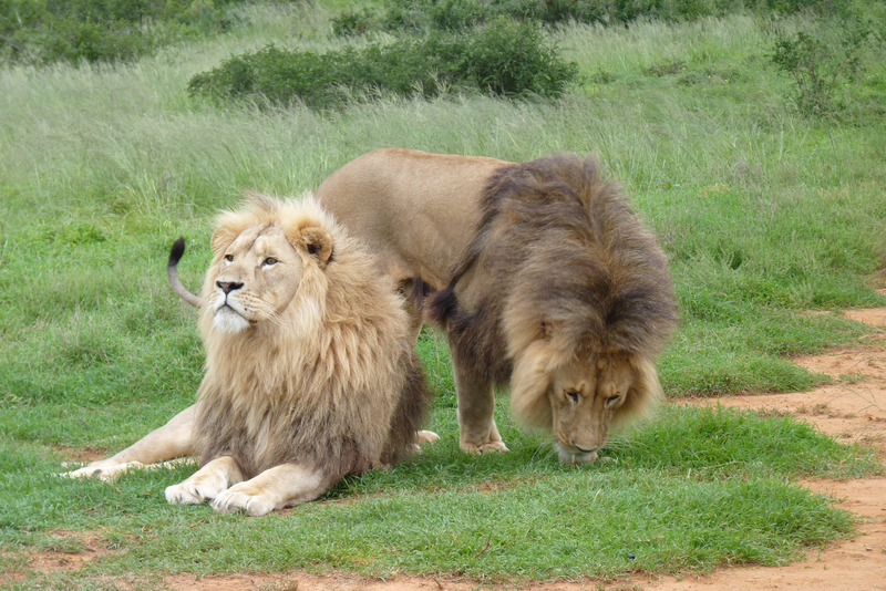 Three brother male lions (Panthera leo) looking for prey at the