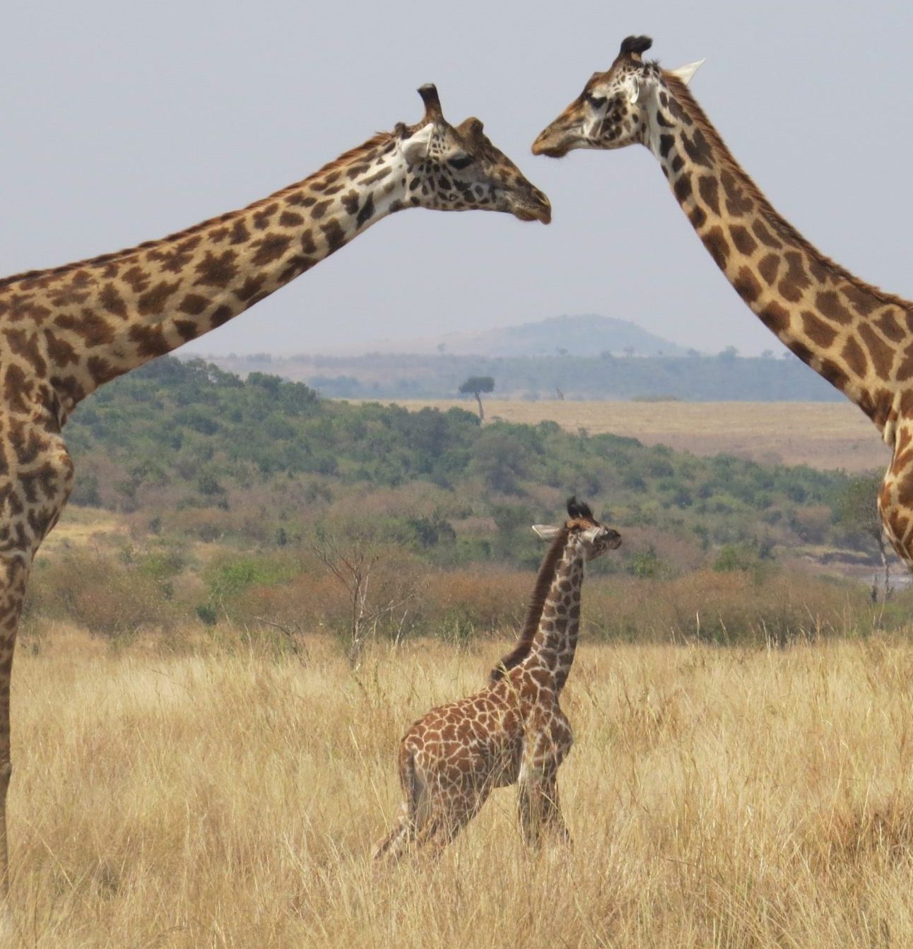 Two adult giraffes stretching their necks out to touch heads, with a baby giraffe standing between them