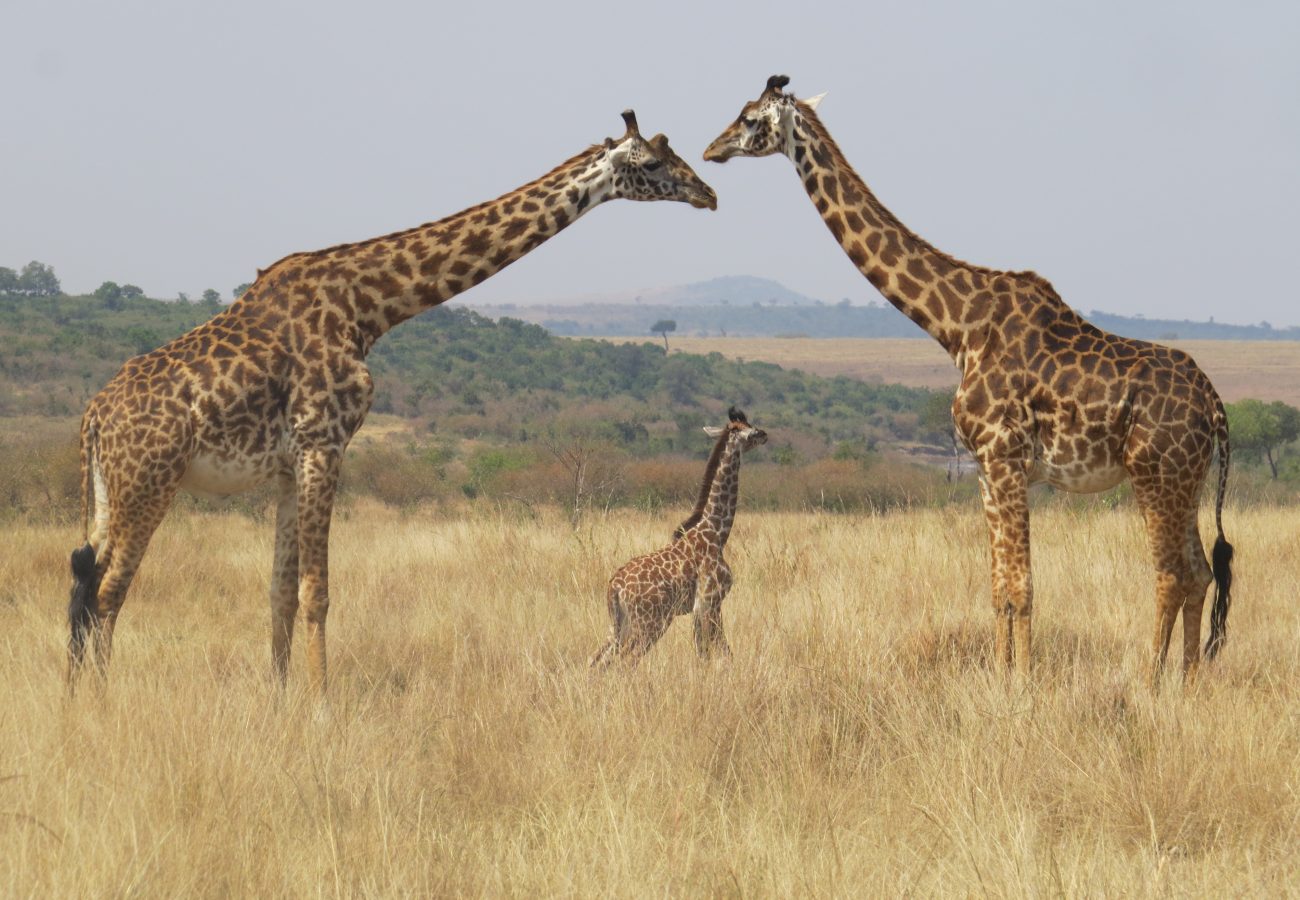 Two adult giraffes stretching their necks out to touch heads, with a baby giraffe standing between them