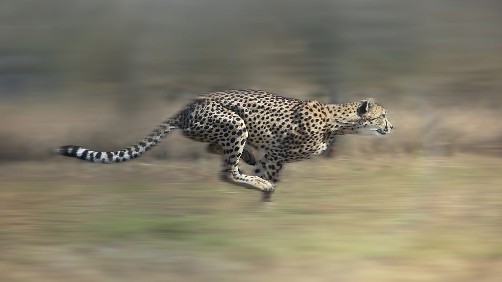 A cheetah running at full speed with blurred background