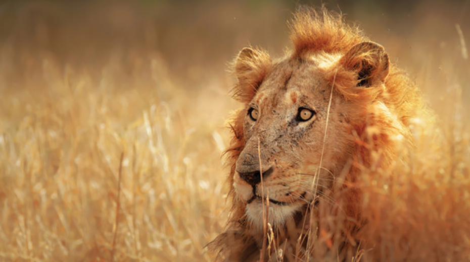 A male lion looking to the left in dry grass