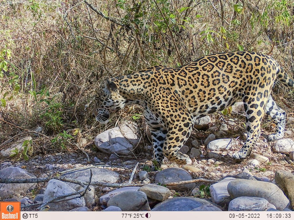 A female jaguar caught on a camera trap walking across rocks