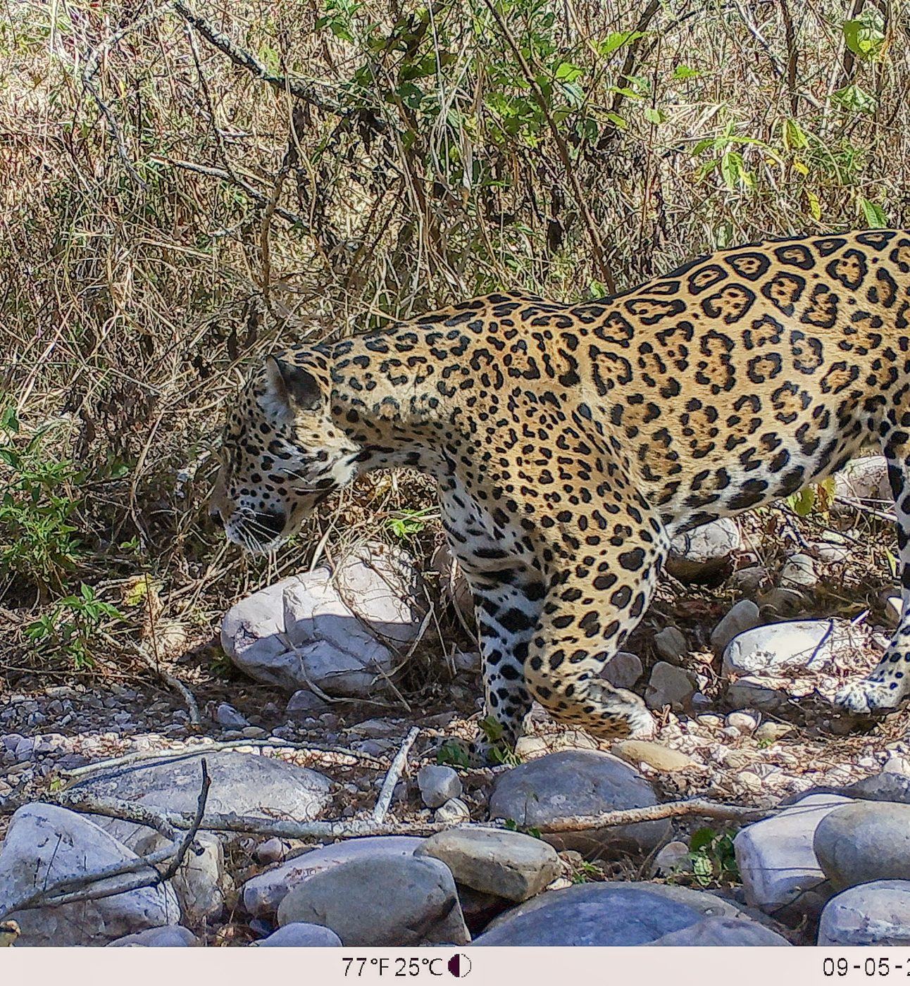 A female jaguar caught on a camera trap walking across rocks