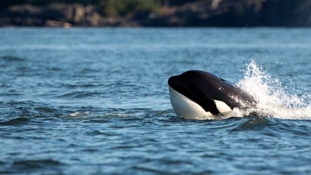 Orca Conservation | You Can Help Save Orcas - Born Free