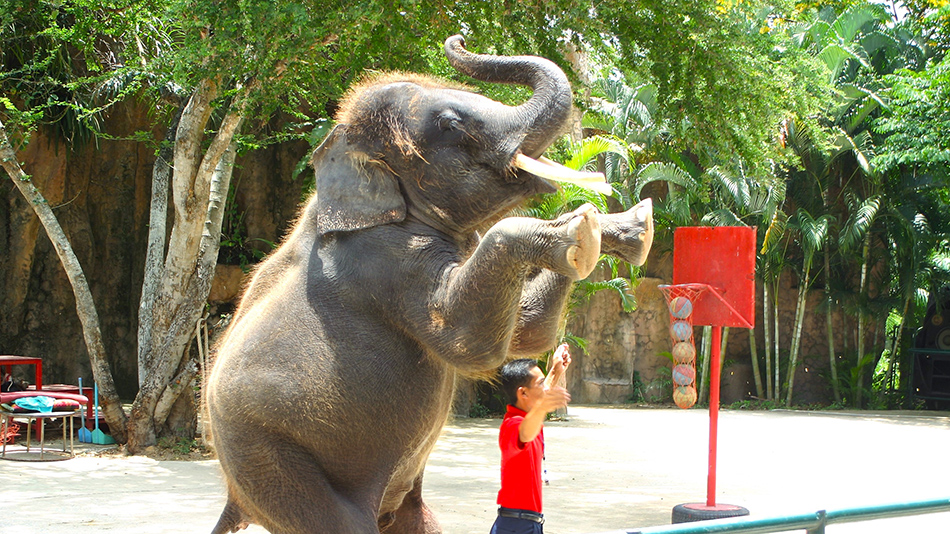 Wild Animals In Captivity - Born Free