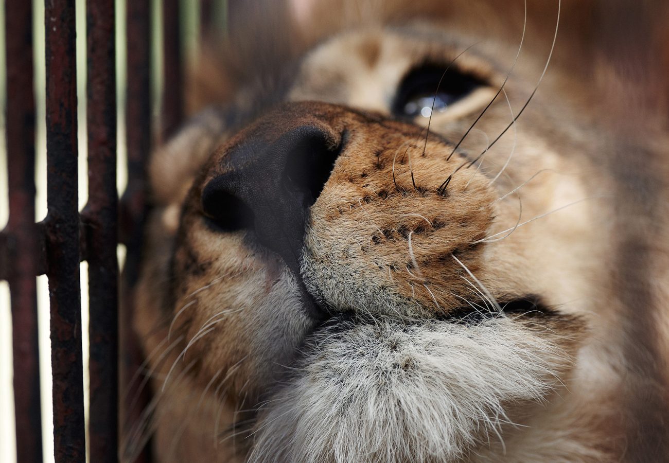 Close up of a lion leaning its head against bars