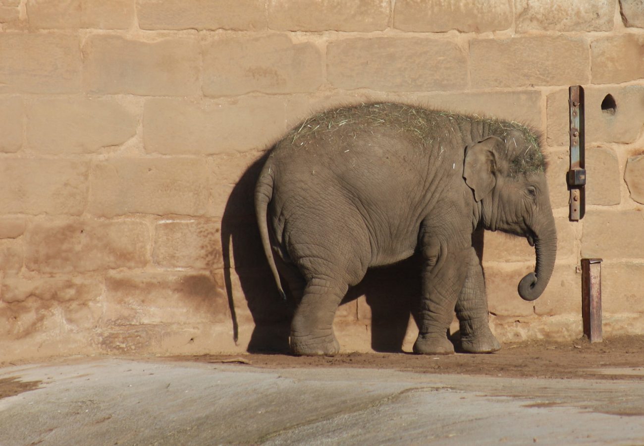 A young elephant stands against a wall on its own in a zoo enclosure