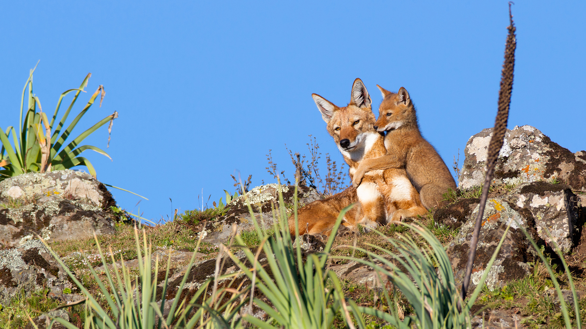 An Ethiopian wolf pup seeking some attention from its older brother, both wolves sitting on top of rocks with a blue sky background