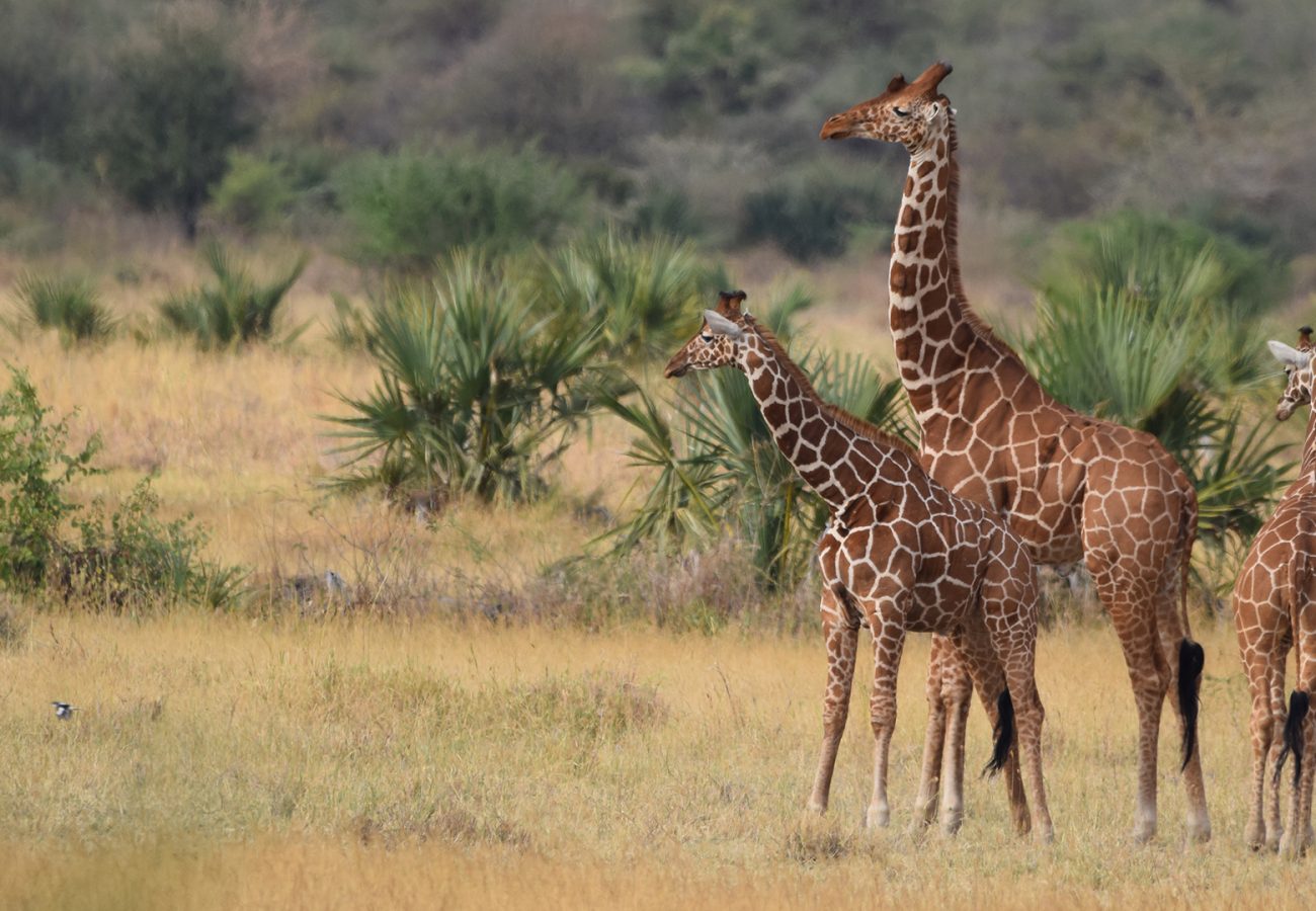 Renew Your Giraffe Family Adoption - Born Free