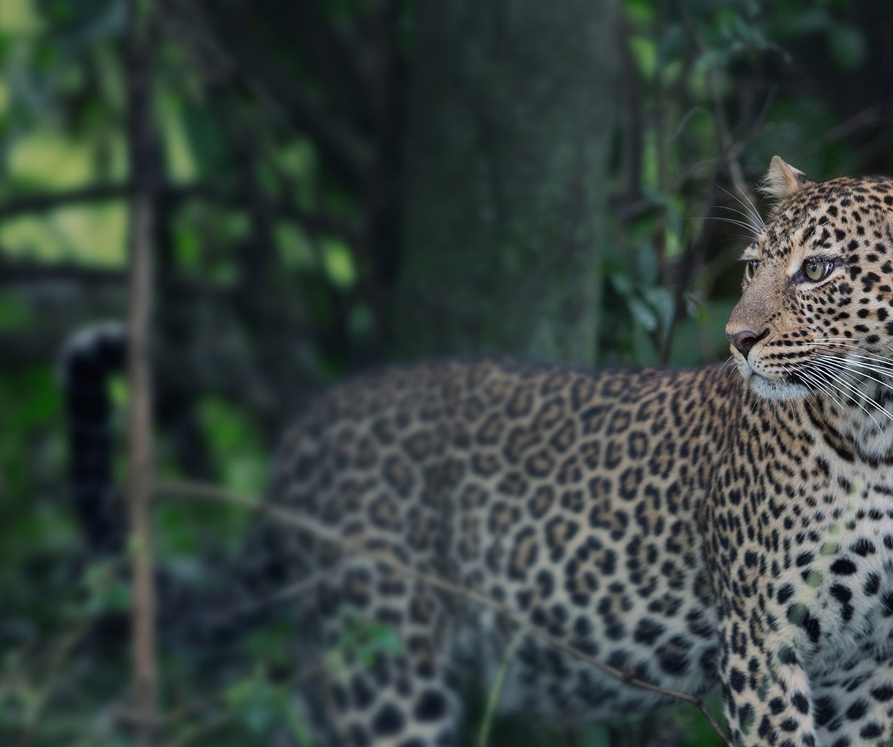 A leopard standing in woodland