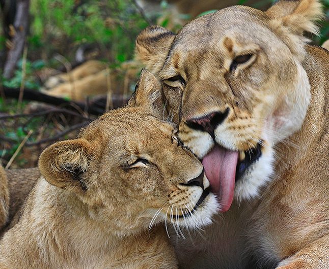 Everything you need to know about lions - Born Free