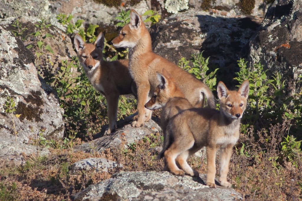 A family of four Ethiopian wolves stand in a group on a rocky mountainside