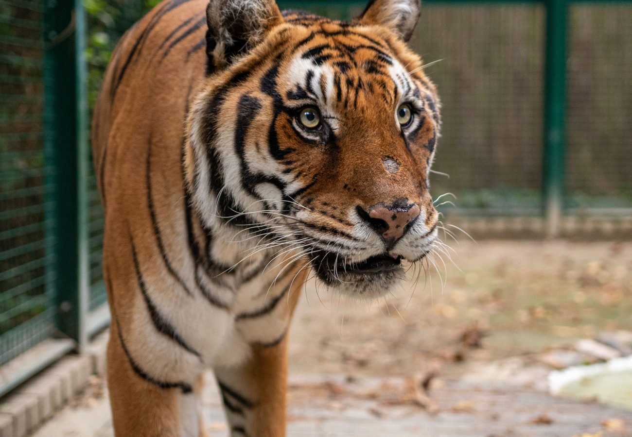 A tiger paces in a zoo enclosure