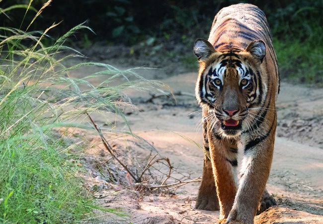 Tiger Farming - Born Free