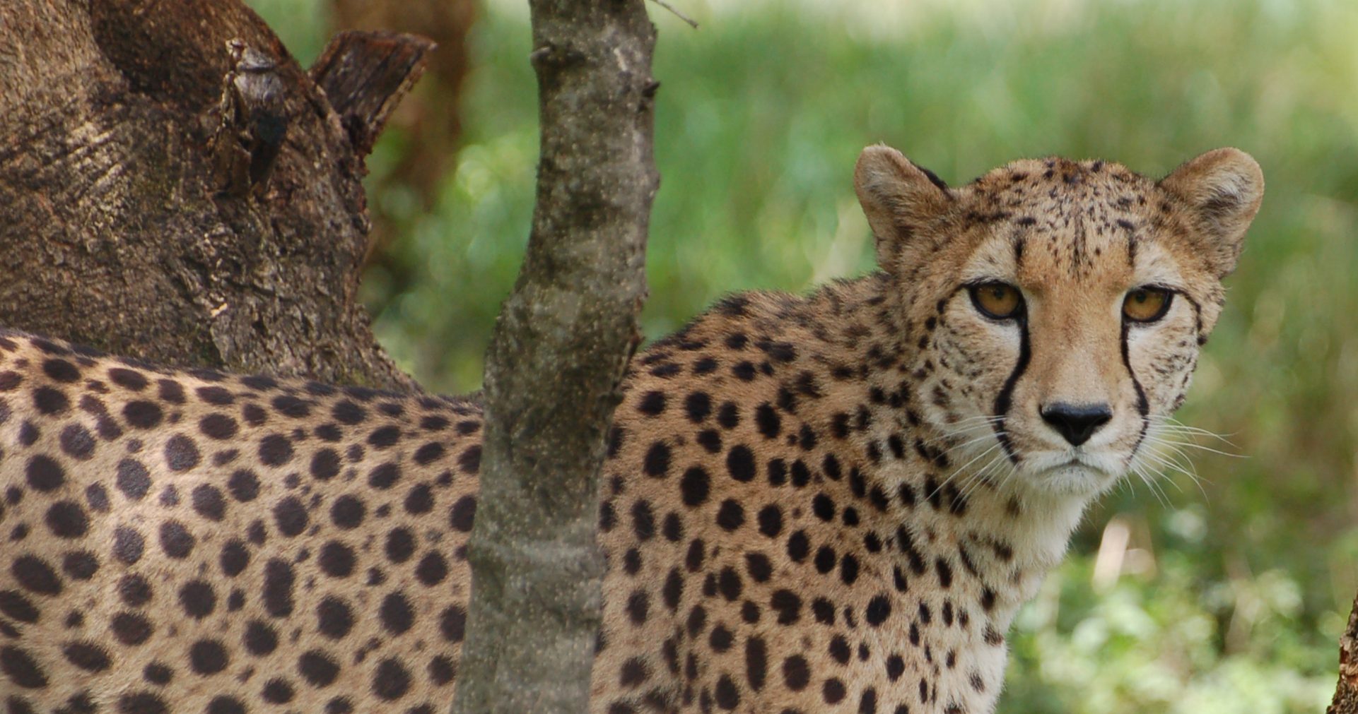 An adult cheetah peering at the camera through the undergrowth.