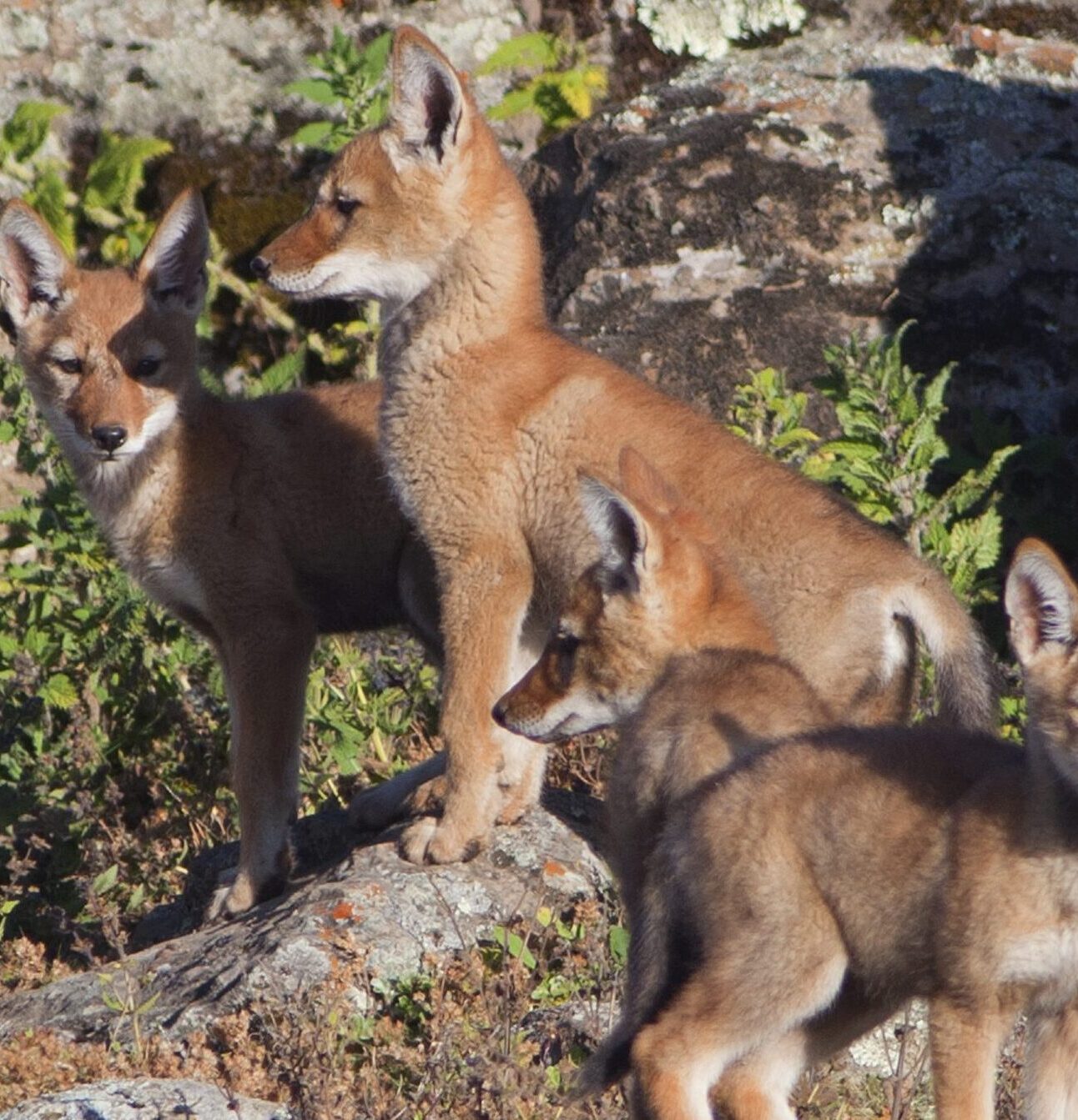 A family of four Ethiopian wolves stand in a group on a rocky mountainside