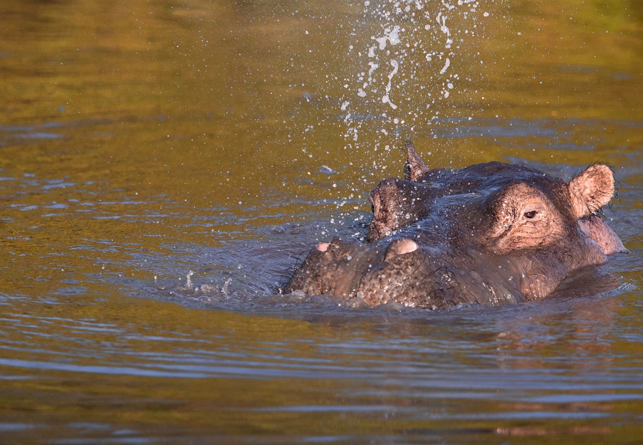 A hippo's head partially comes above the water, with water being blown from its nostrils