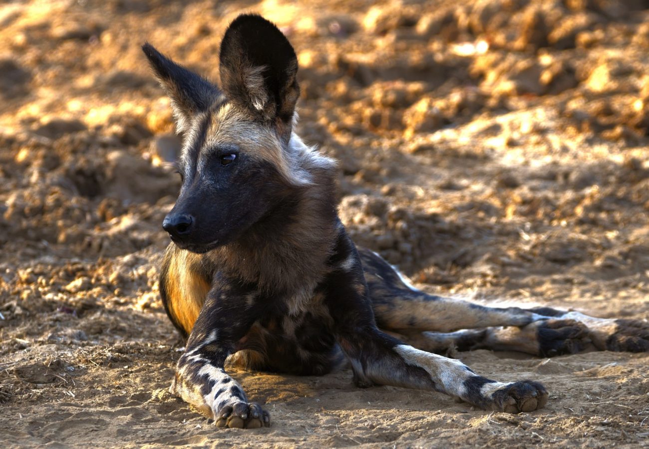 An African wild dog