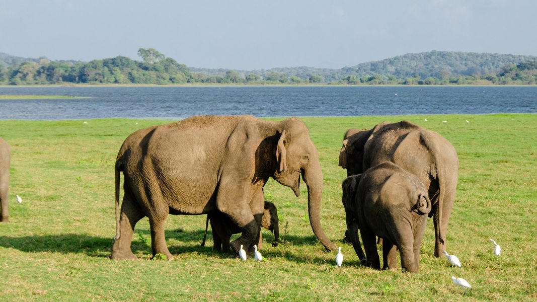 Asian Elephants - Born Free