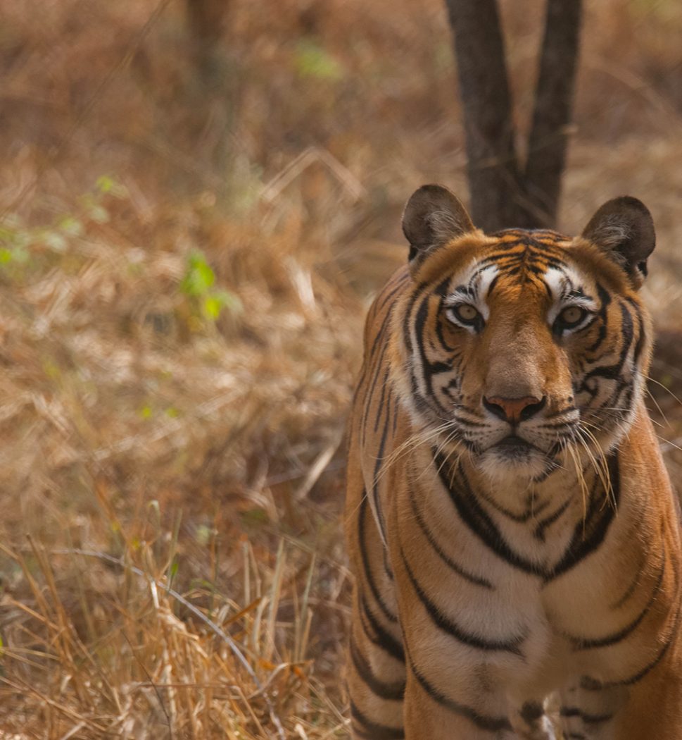 Tiger | Facts about tigers you need to know - Born Free