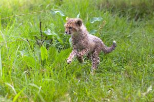 A small cheetah cub is bounding through grass