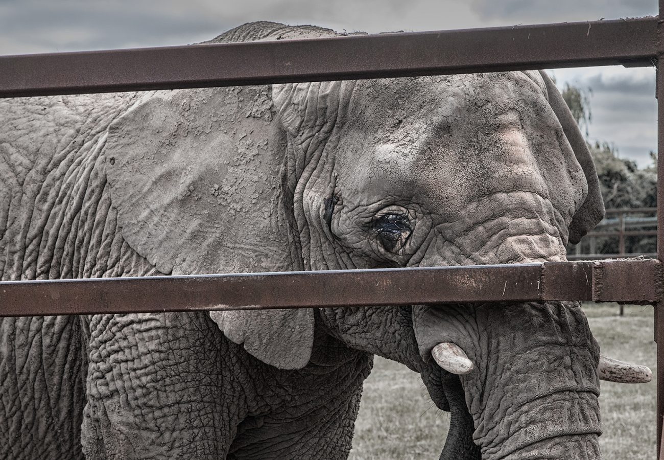 Close up of an elephant looking through the bars of a zoo enclosure