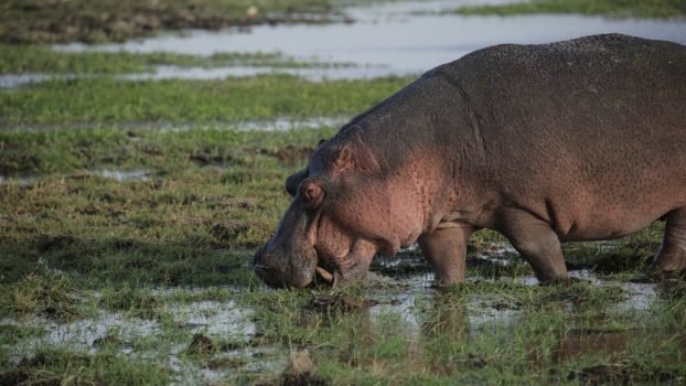 Everything you need to know about hippos - Born Free