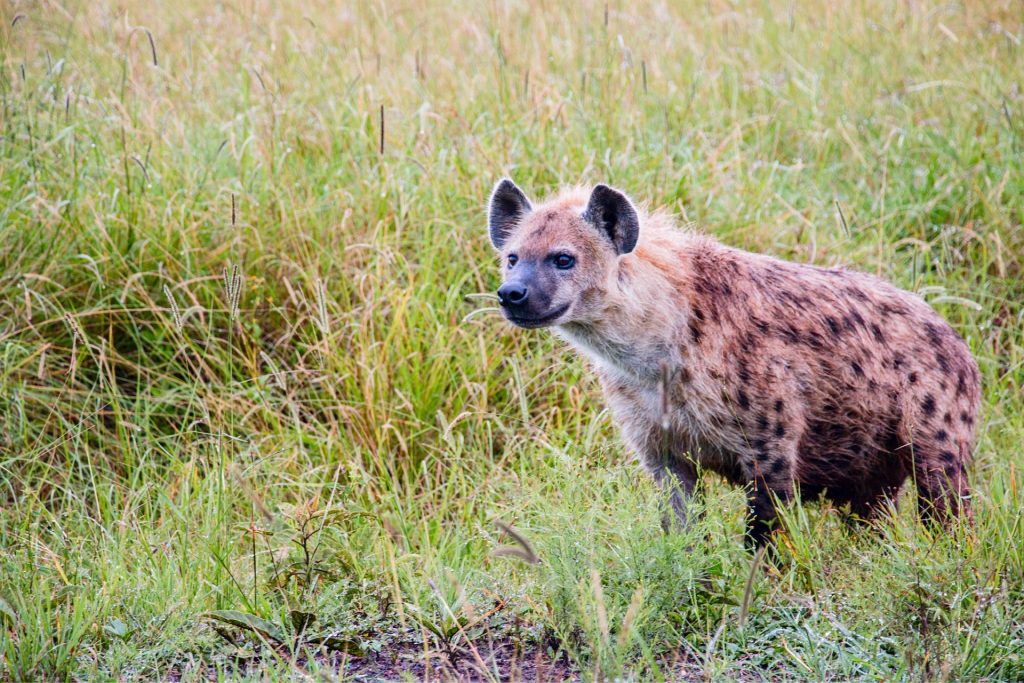 A hyena standing in the long grass