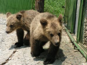 Two brown bear cubs are walking towards the camera in a fenced area