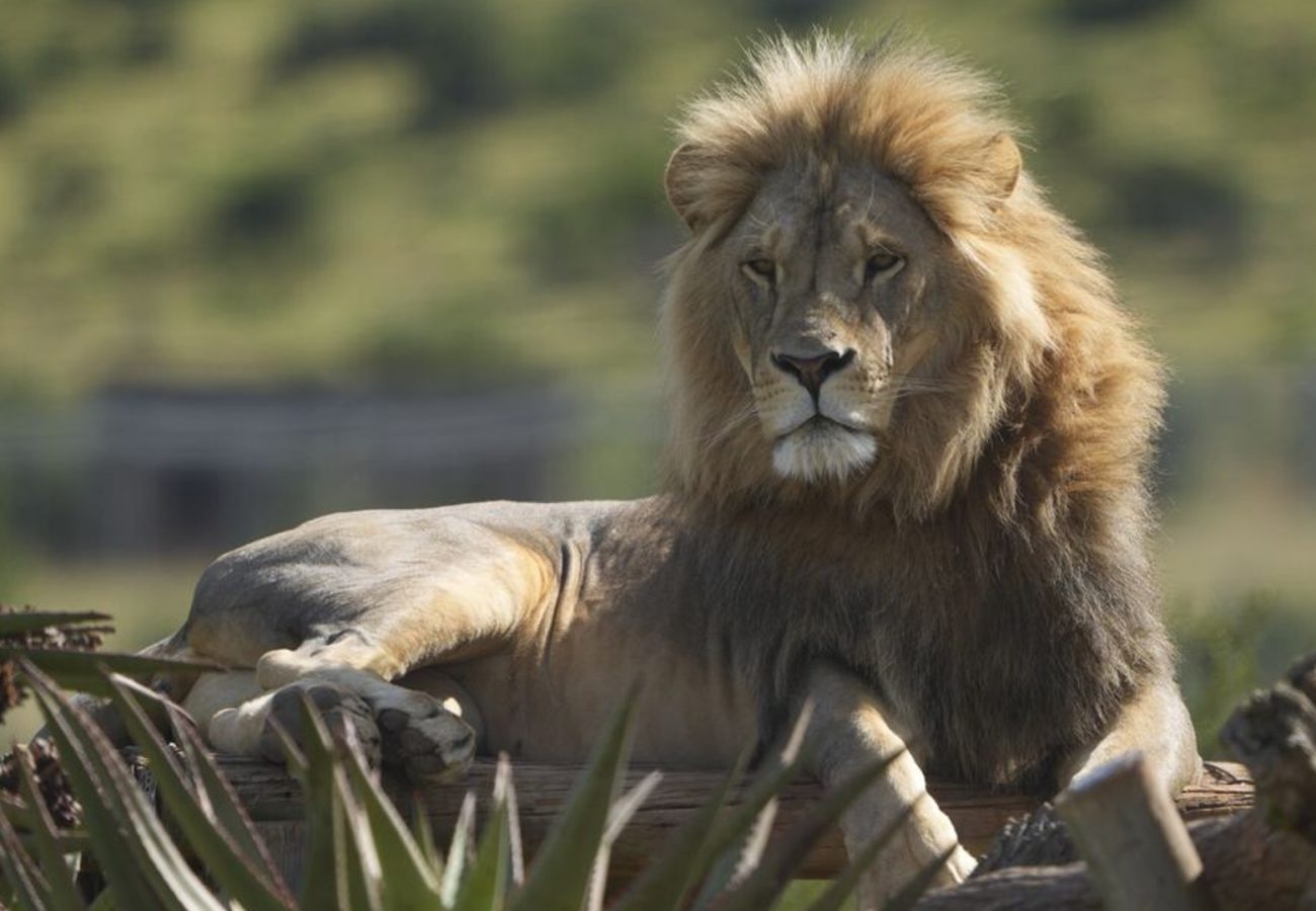 A beautiful male lion lying on a viewing platform in the sun in South Africa