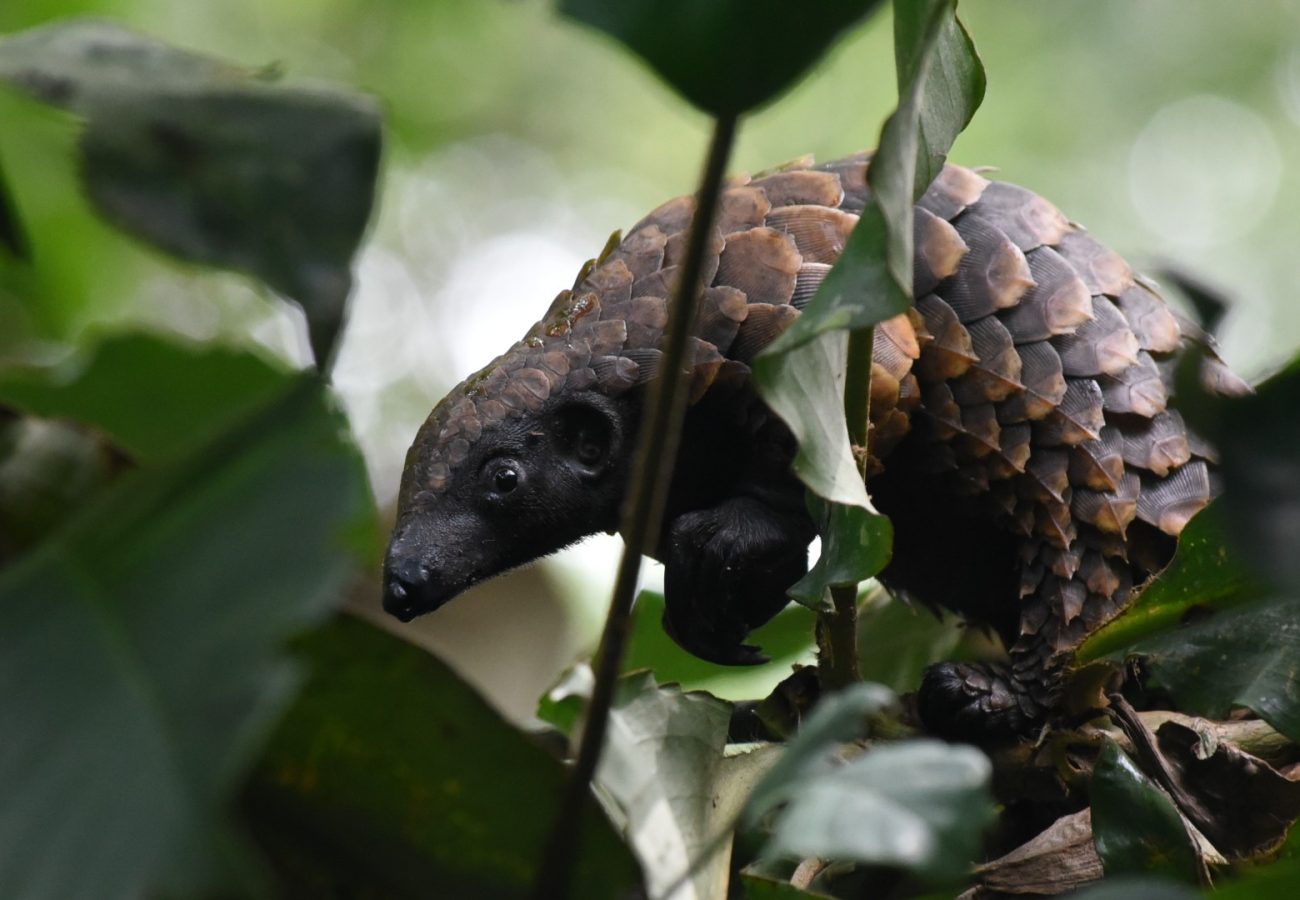 A close-up image of a pangolin in a tree