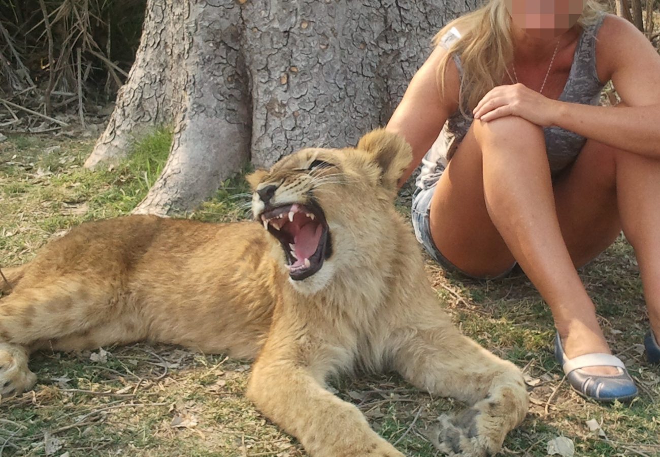 A young lion is petted by a woman as it it lying on the ground