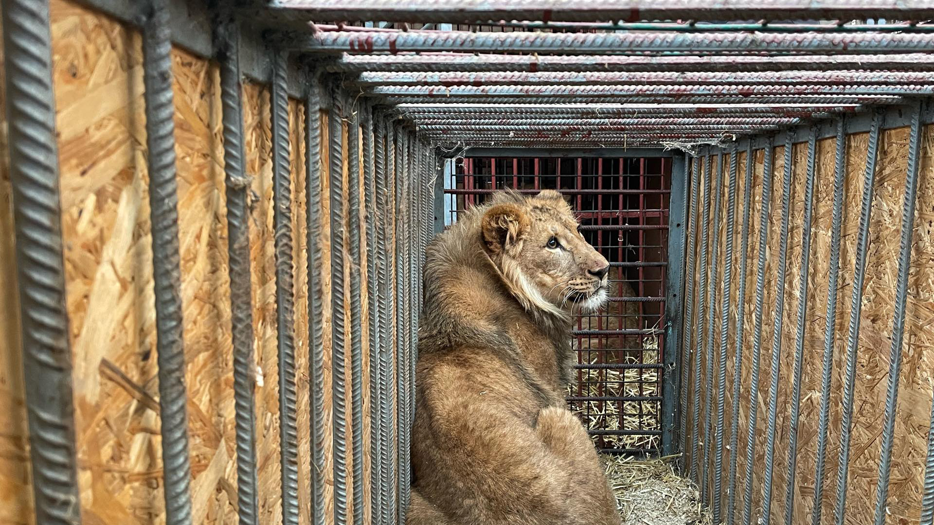 Lion Facts - Animal Charity - Animal Welfare Organisation - FOUR
