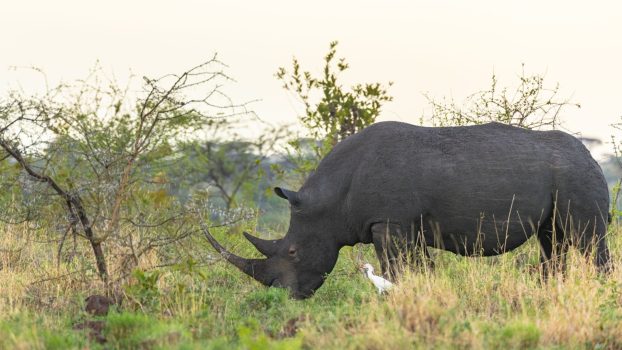 Everything you need to know about rhinos - Born Free