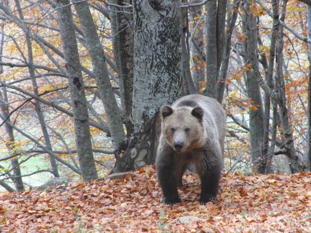 An adult brown bear walks through autumn leaves in a woodland