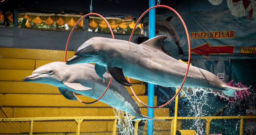 Two dolphins jumping through hoops during a show