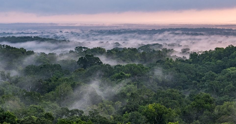 A panoramic view of a rainforest covered with mist