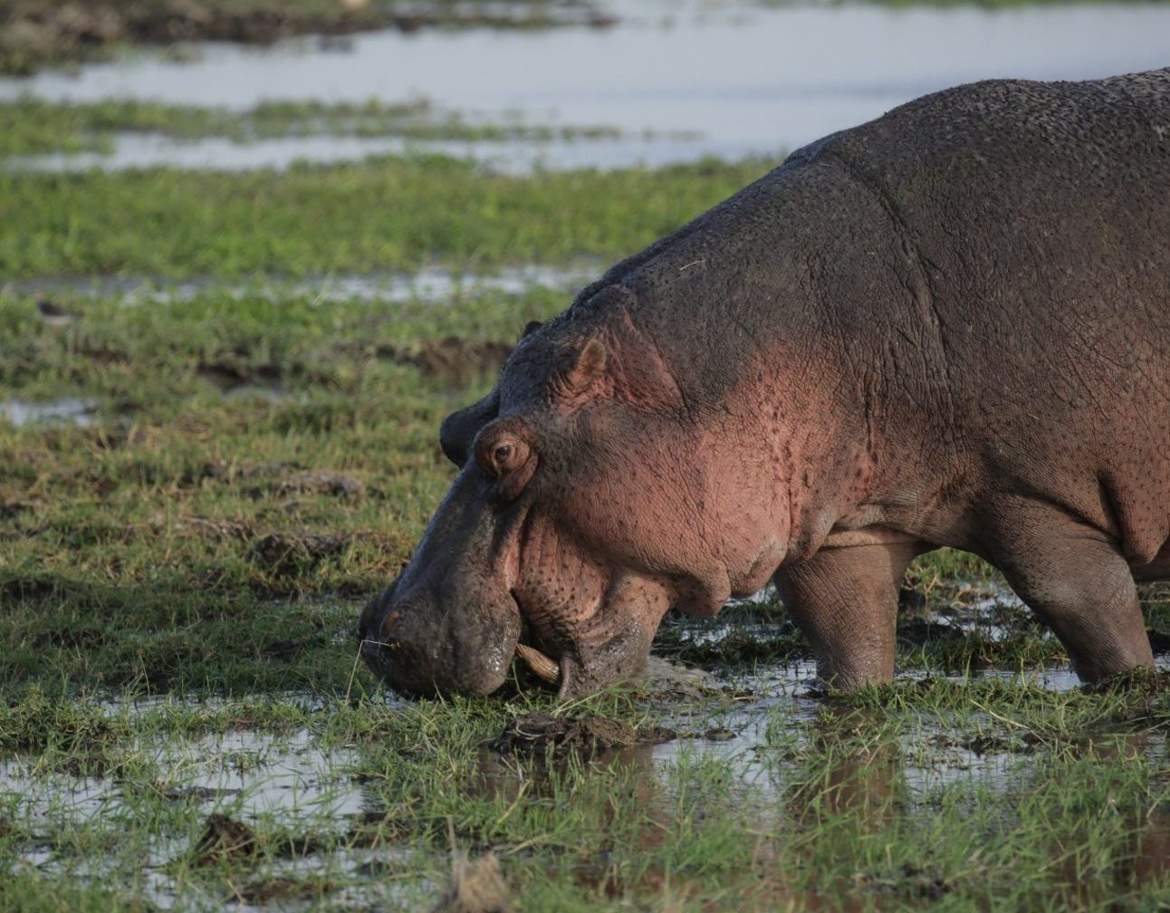 A hippo grazing in a marshy area of grass