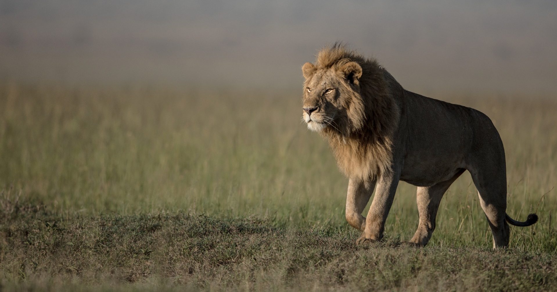 Lions: Facts, behavior and news