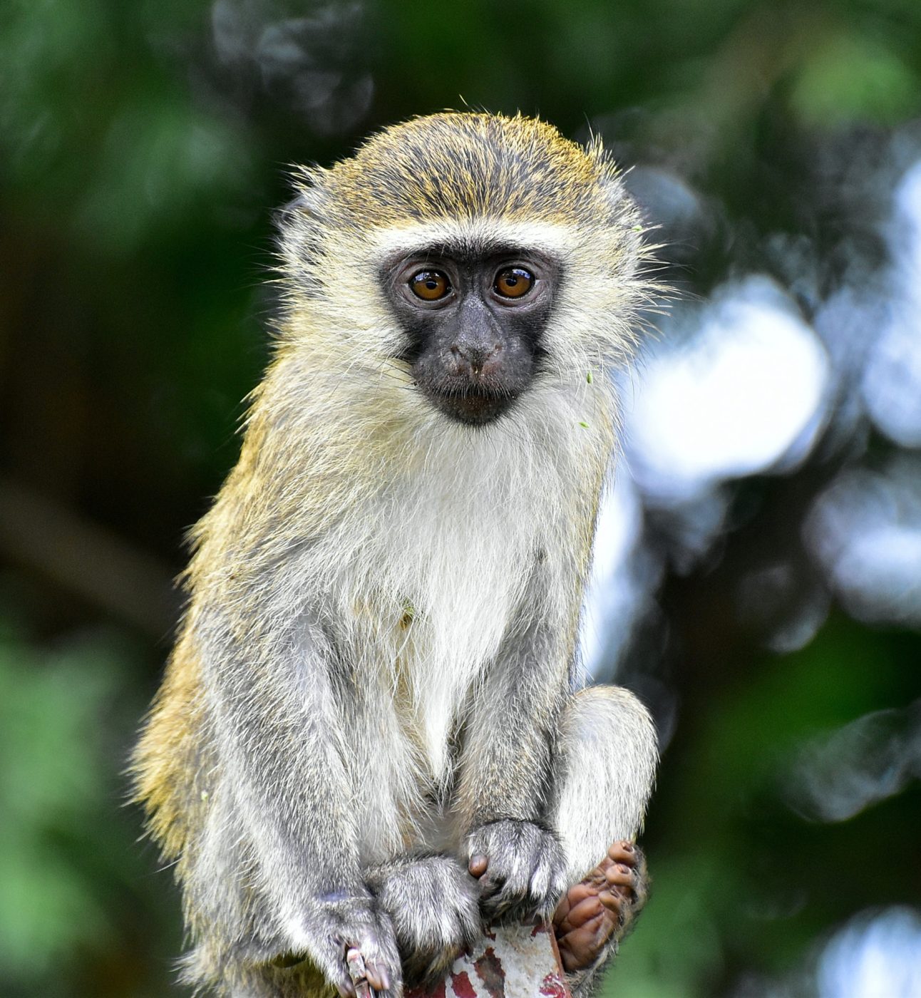 A vervet sitting on a branch