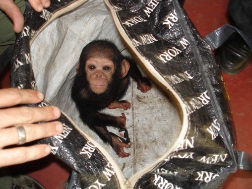 A tiny baby chimpanzee is pictured inside a holdall bag