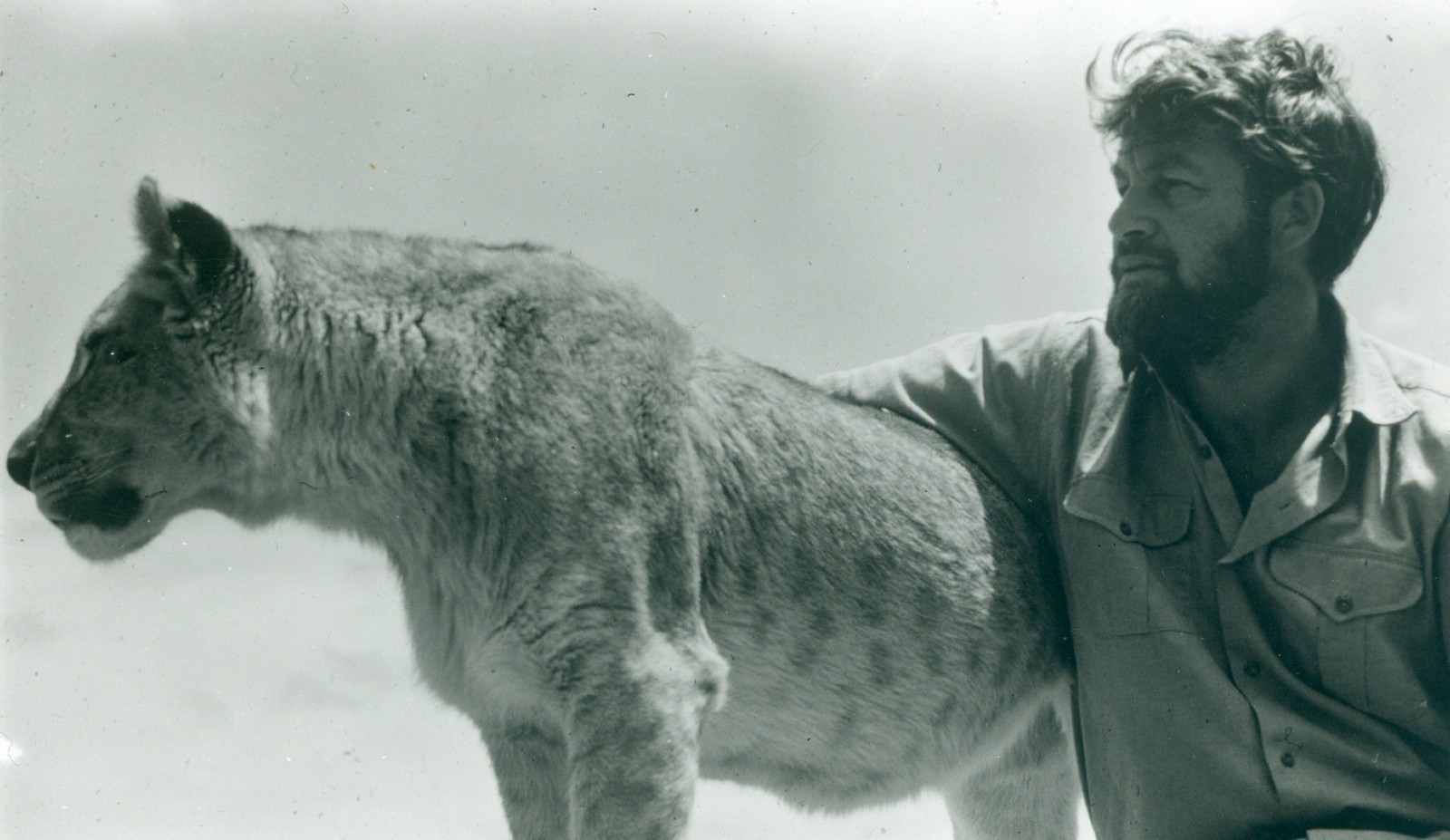 A black and white photo of a white male sitting with his arm around a lioness.
