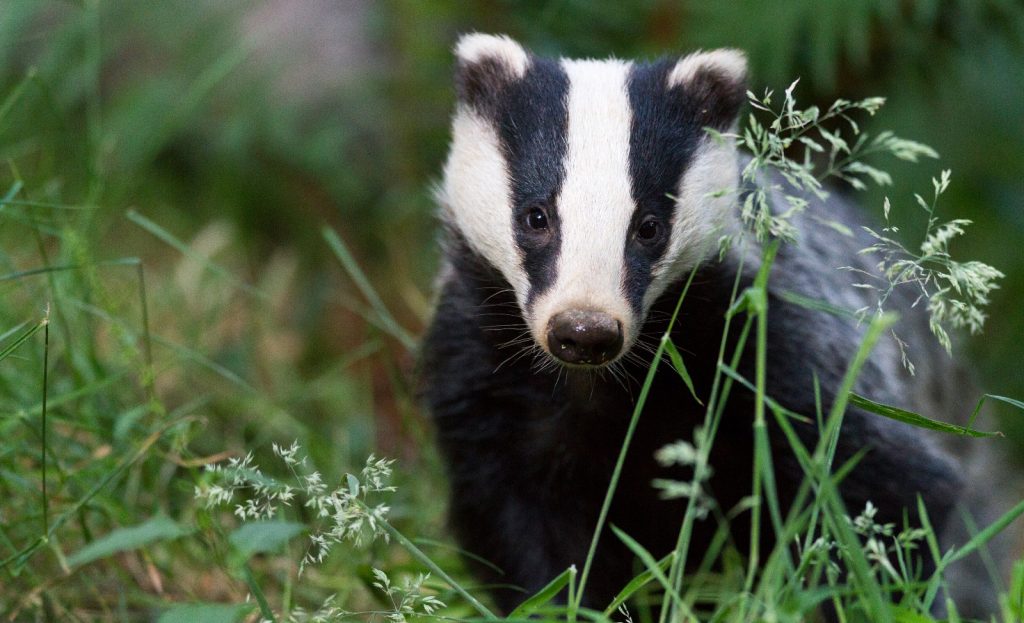 A badger is standing in long grass, facing towards the camera