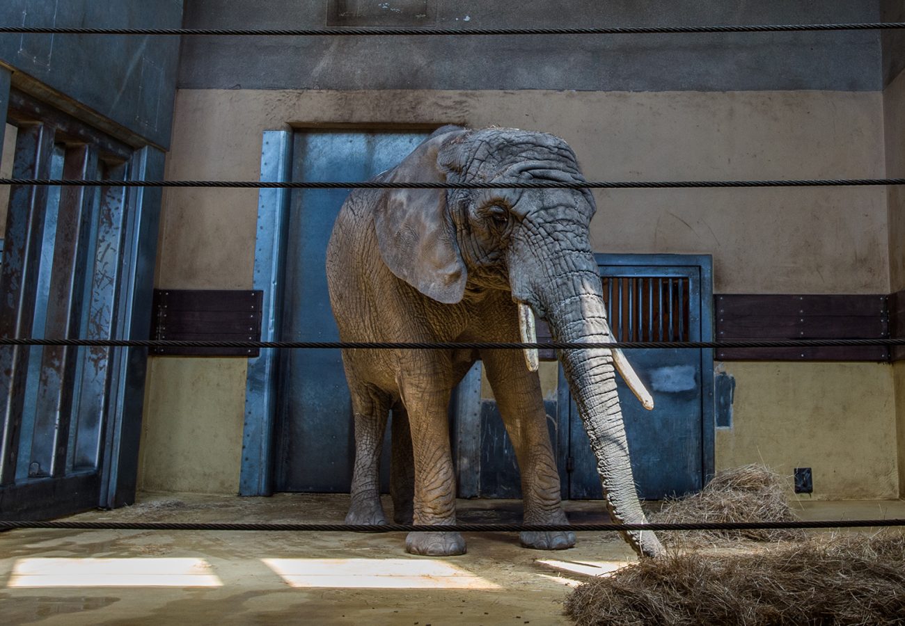 An elephant in a small indoor zoo enclosure