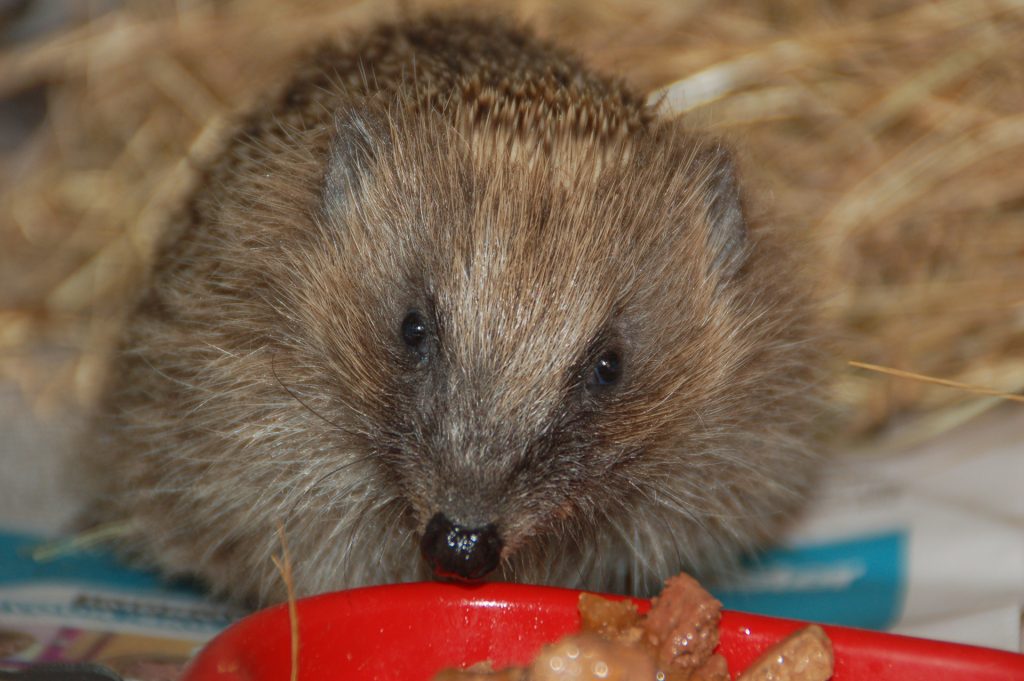 Close up of a hedgehog facing the camera, with a bowl of food in front of it