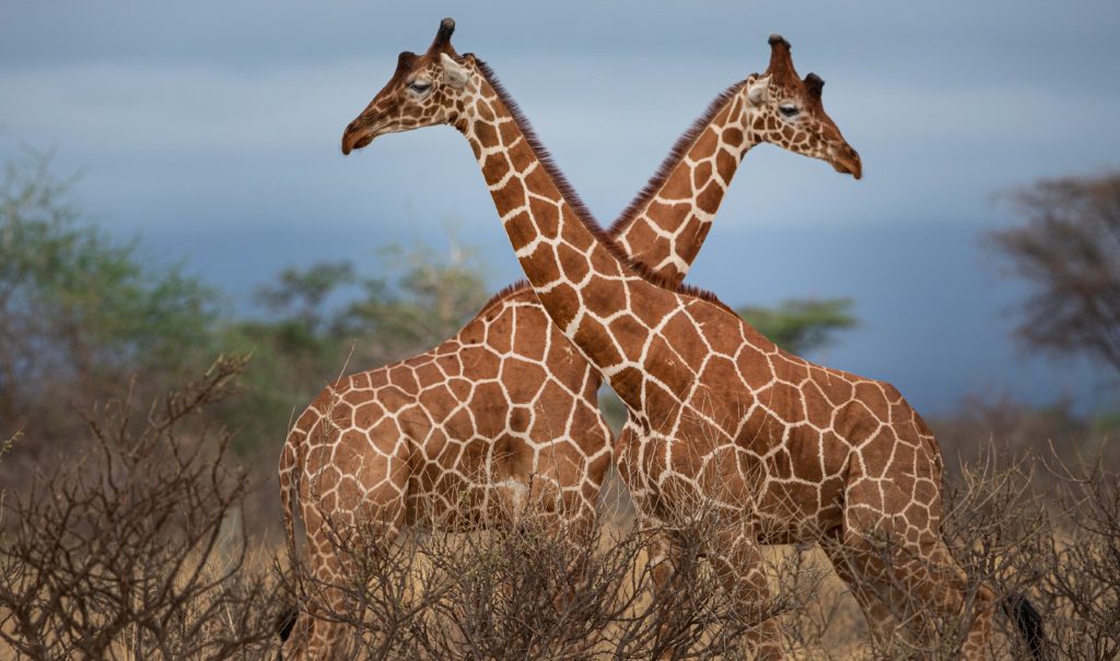 Two giraffes facing in opposite directions, stood one in front of the other